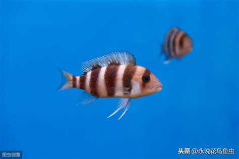 皇冠六間壽命|薩伊藍、六間魚的人工飼養環境